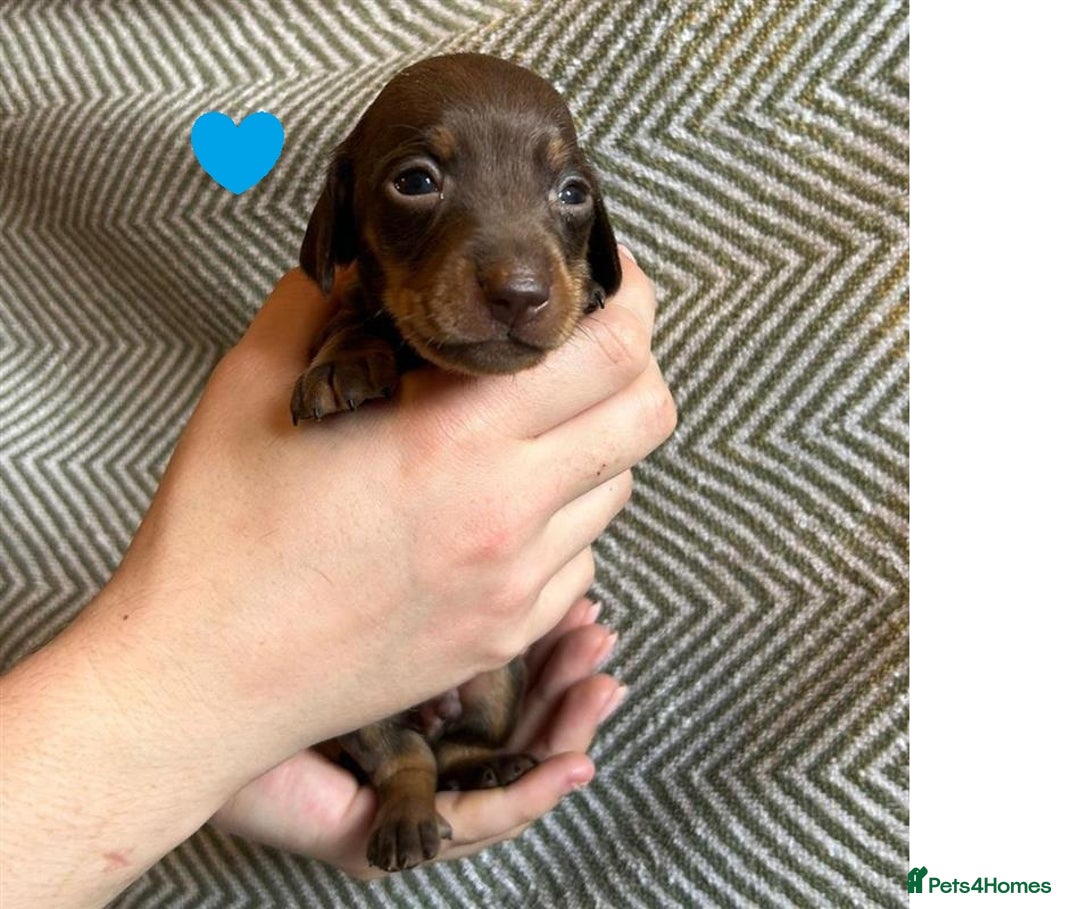 Miniature Dachshund dogs for sale: Miniature Dachshund Puppies for Sale - Image 19