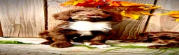 Sproodle dogs for sale: Beautiful F1  Sproodle Chocolate  Puppies Boys ! - Advert 25
