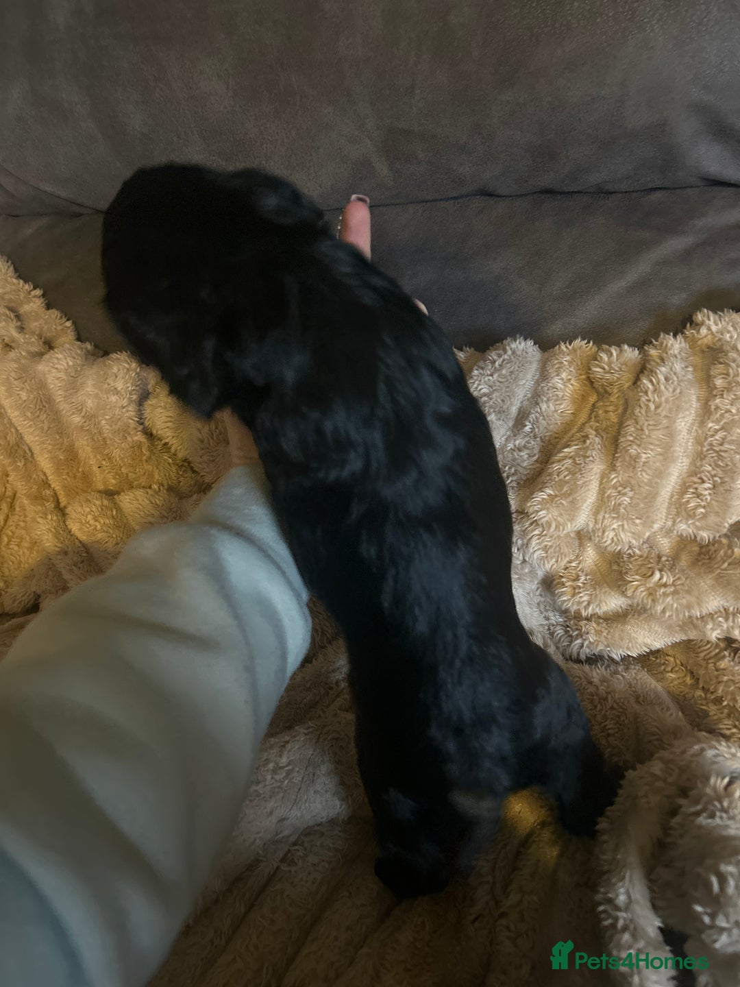 Cocker Spaniel dogs for sale: Black cocker spaniel bitch looking for a new home  - Advert 5