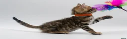 Bengal cats for sale: TICA Registered Brown & Snow Lynx Bengal Kittens - Advert 12