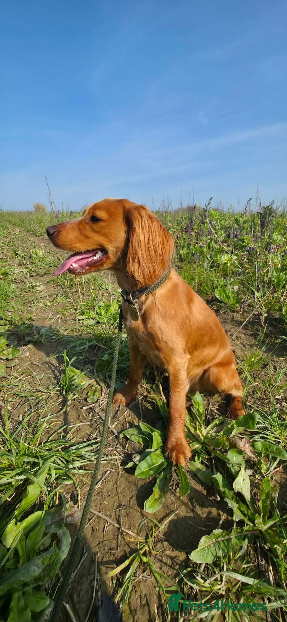 Cocker Spaniel dogs Working Cocker Spaniel 8 Months Old - Advert 1