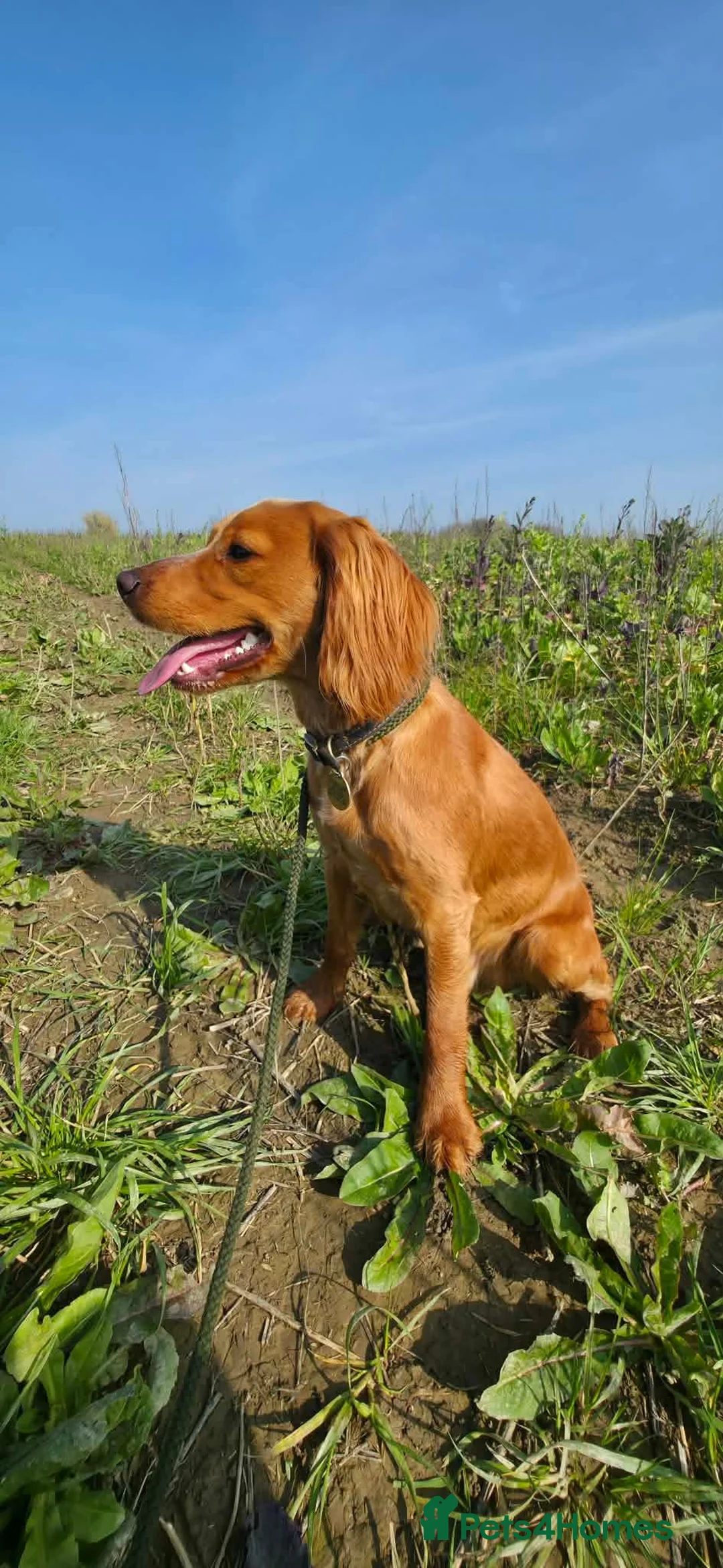 Cocker Spaniel dogs for sale: Working Cocker Spaniel 8 Months Old in Doncaster - Advert 1