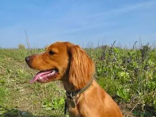 Cocker Spaniel dogs Working Cocker Spaniel 8 Months Old - Advert 1