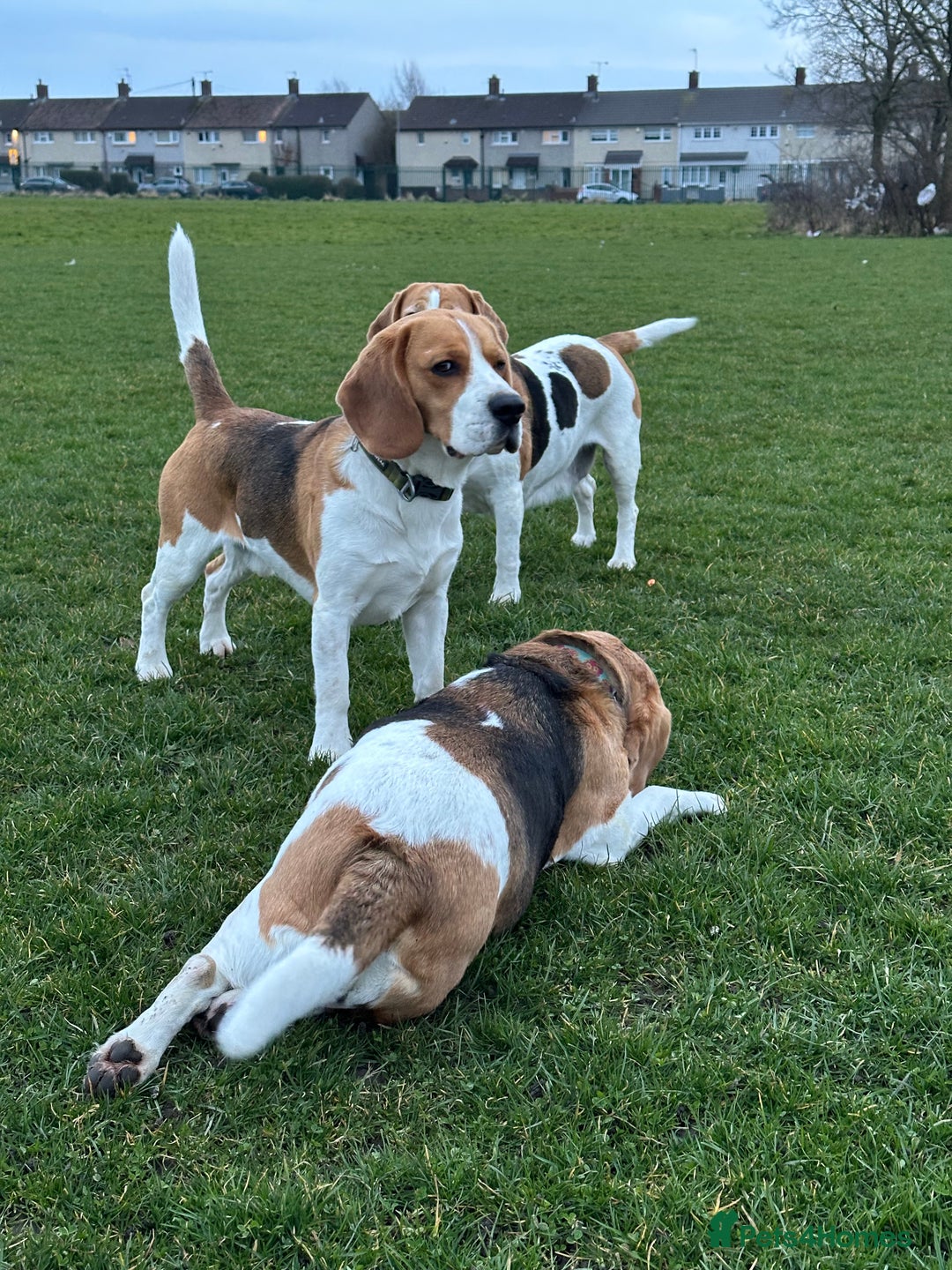 Beagle dogs for stud: Ragnar (KC STUD) in Liverpool - Image 1