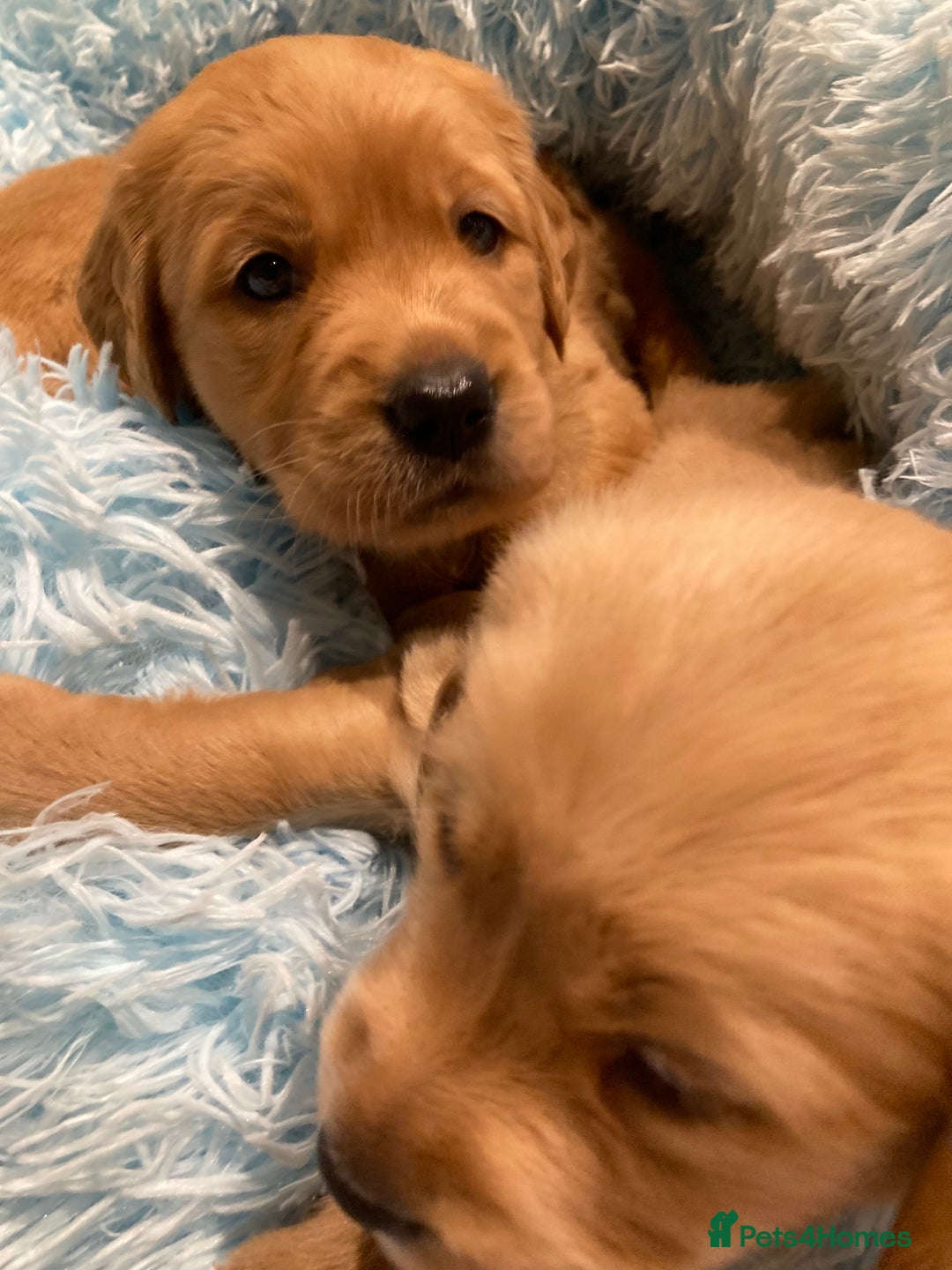 Golden Retriever dogs for sale: KC Registered Golden Retriever Puppies  - Advert 9