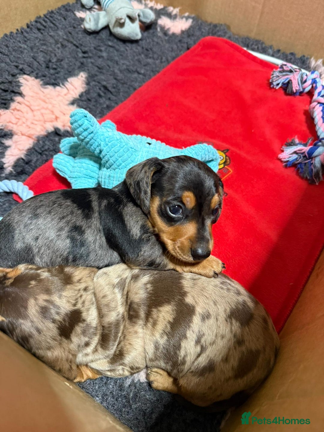 Miniature Dachshund dogs for sale: Stunning Silver dapple miniature boy - Image 9