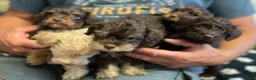 Schnoodle dogs for sale: GORGEOUS SCHNOODLES  - Advert 10