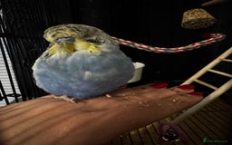 Budgerigars birds for sale: 2 male budgies with setup - Image 3