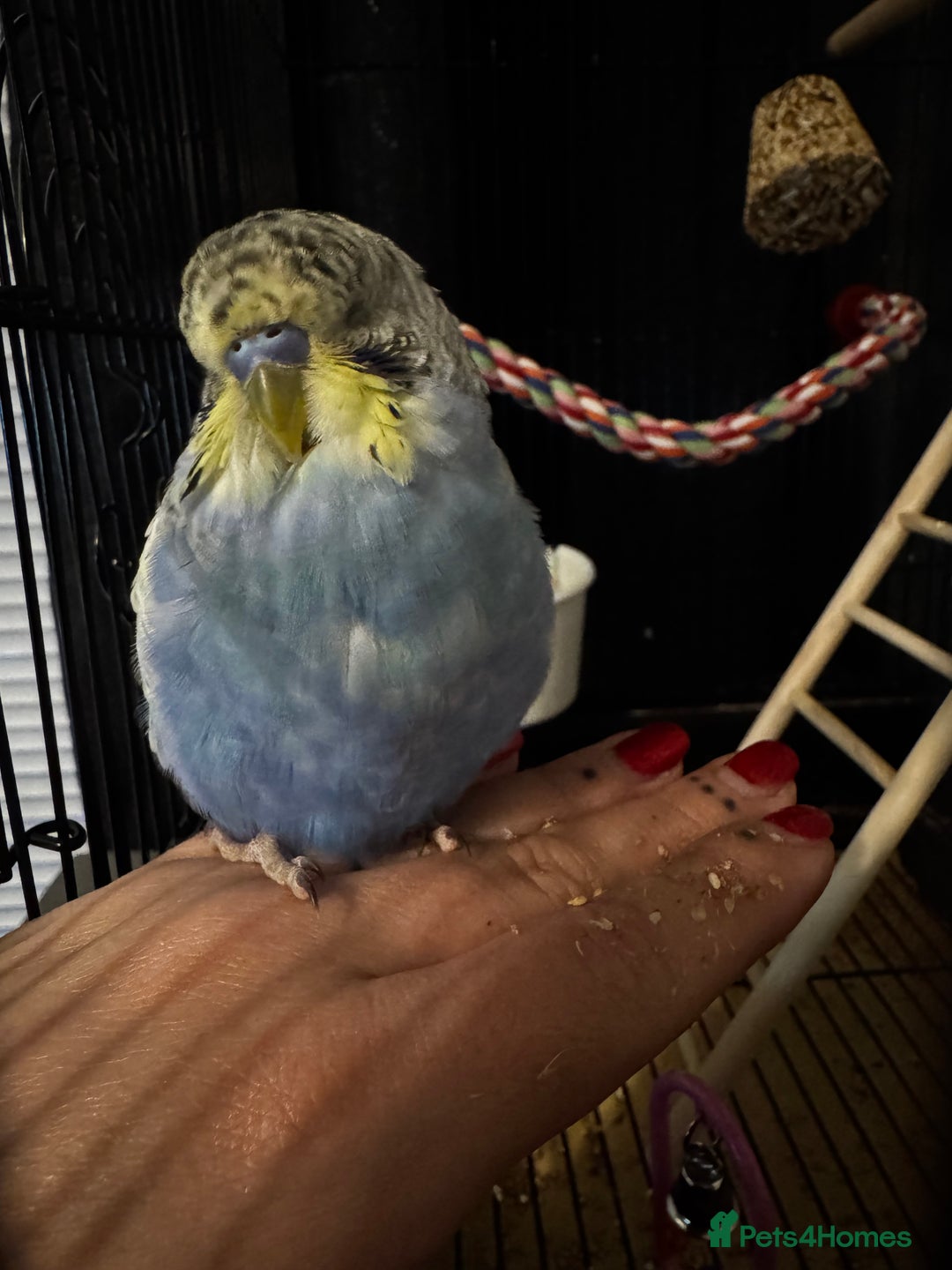Budgerigars birds for sale: 2 male budgies with setup - Image 3