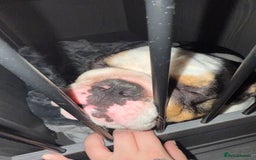 English Bulldog dogs for sale: Miniature English bulldog, 2 years old - Image 3