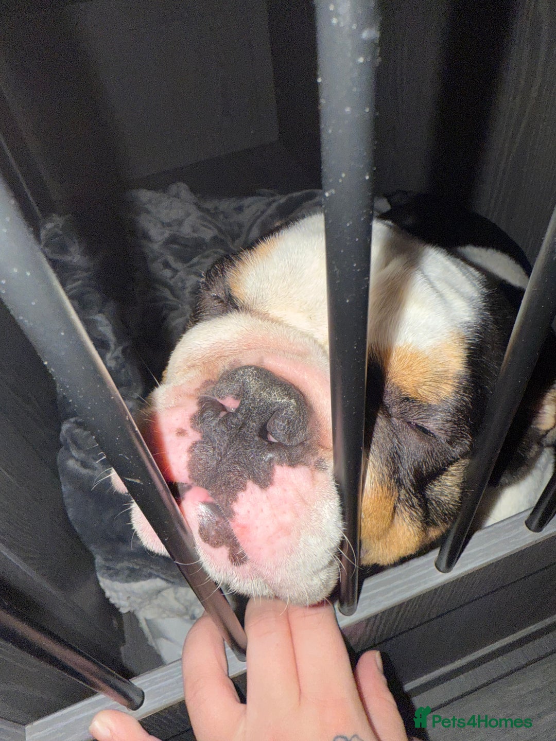 English Bulldog dogs for sale: Miniature English bulldog, 2 years old - Image 3