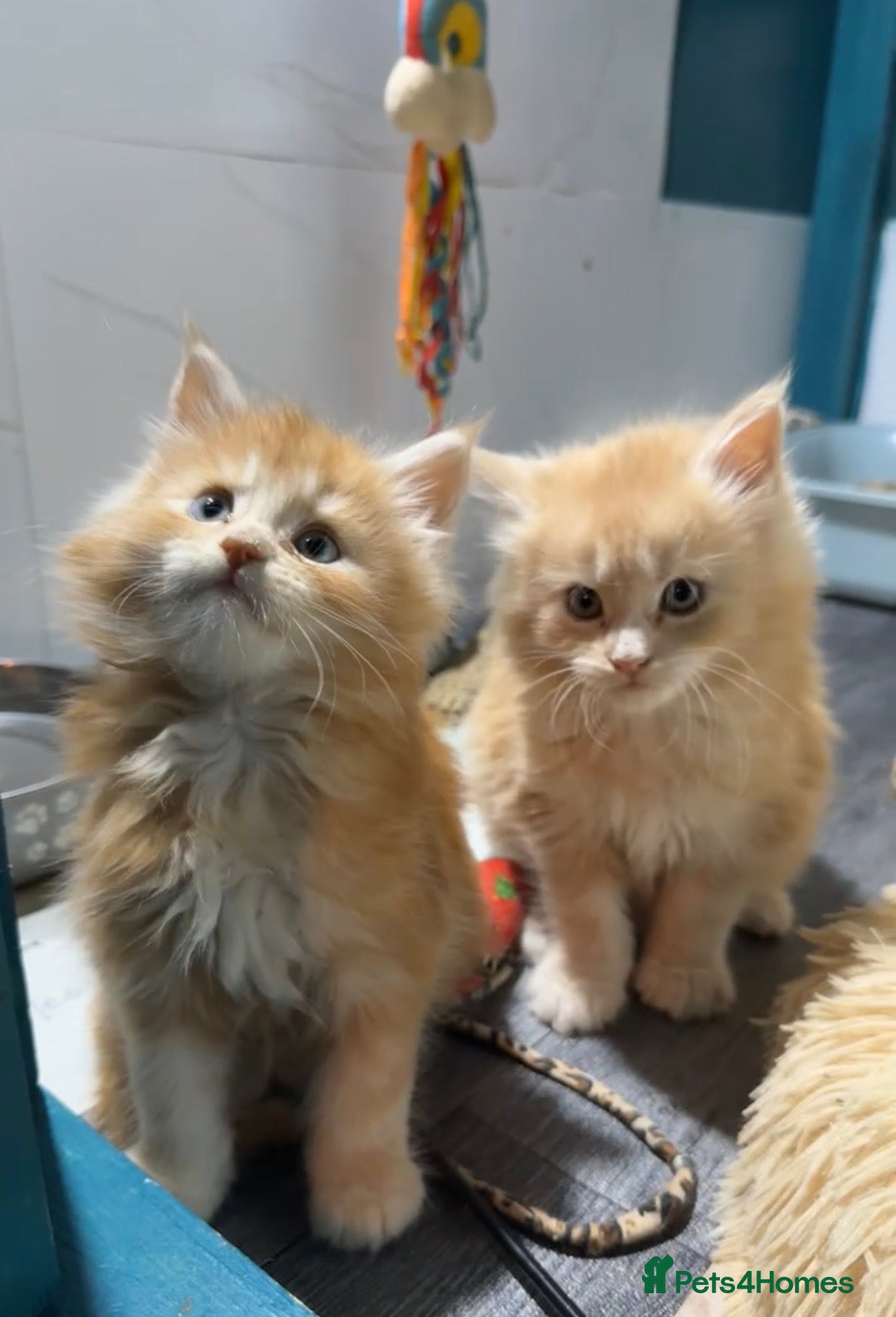 Maine Coon cats Big chunky Russian bloodline kittens - Advert 5