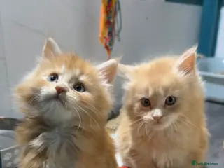 Maine Coon cats Big chunky Russian bloodline kittens - Advert 5