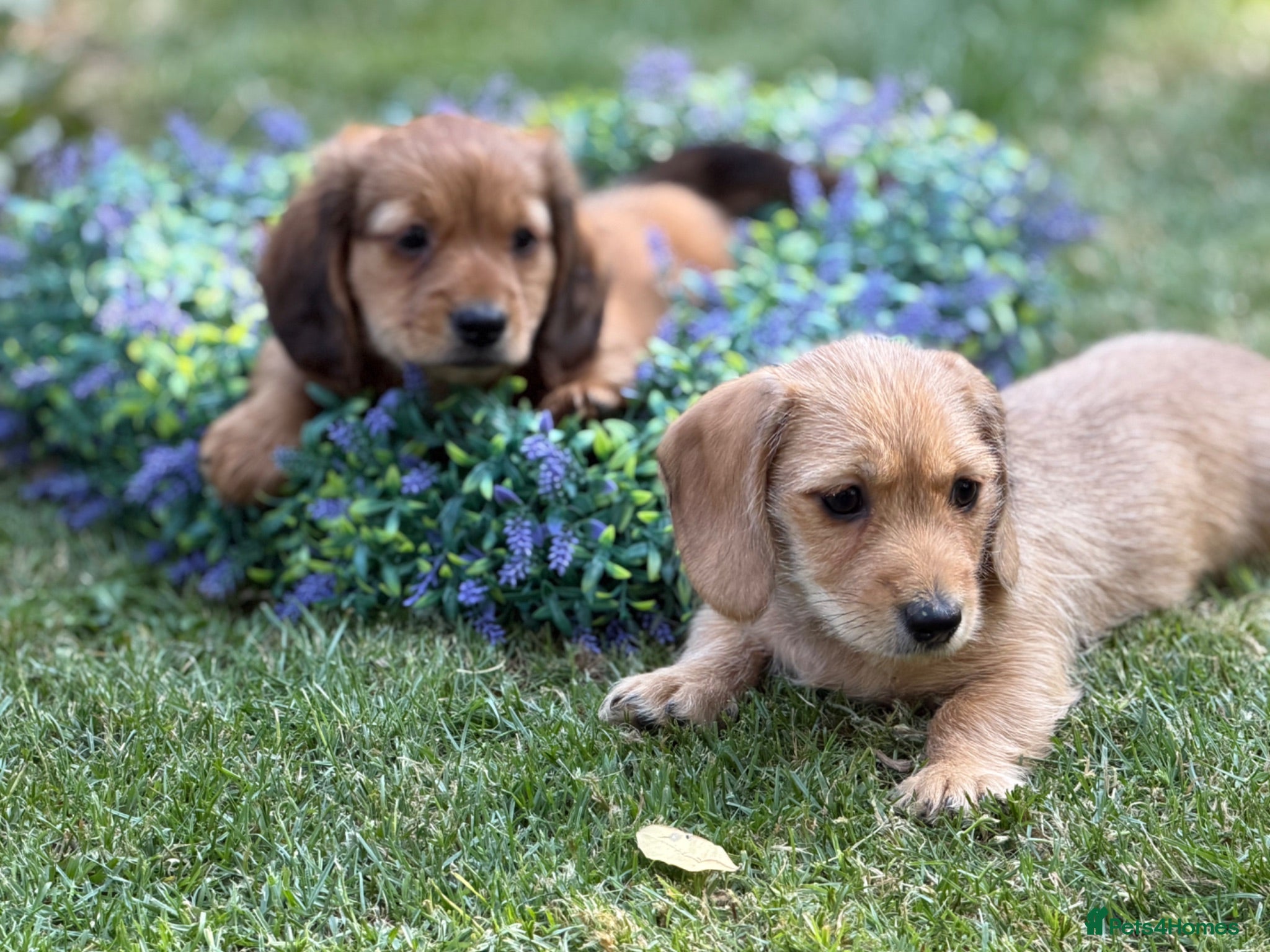 Mixed Breed dogs Two beautiful dachshund x schweenie  - Advert 1