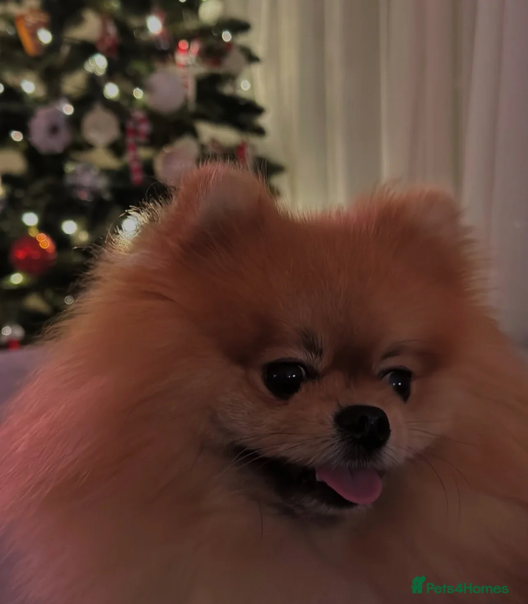 Pomeranian dogs for sale: A little fluffy Pomeranian  in Wakefield - Advert 1