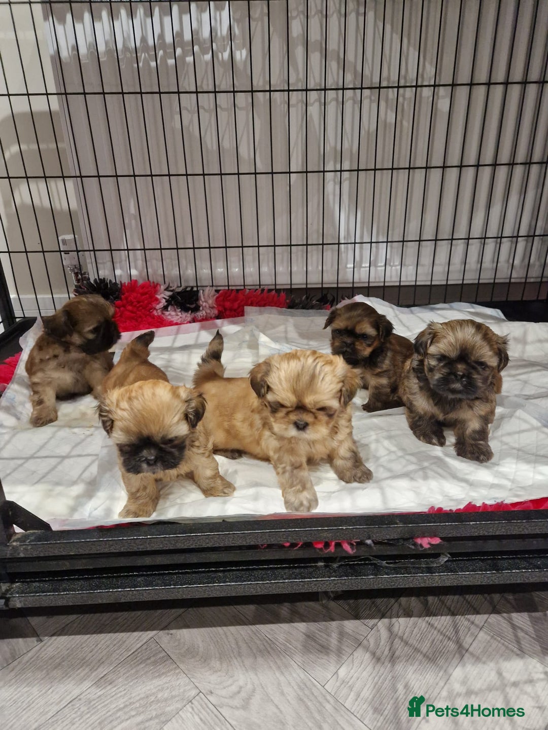 Shih Tzu dogs for sale: Shih Tzu Puppies - Advert 4