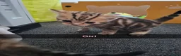 Mixed Breed cats for sale: Kittens  - Advert 6
