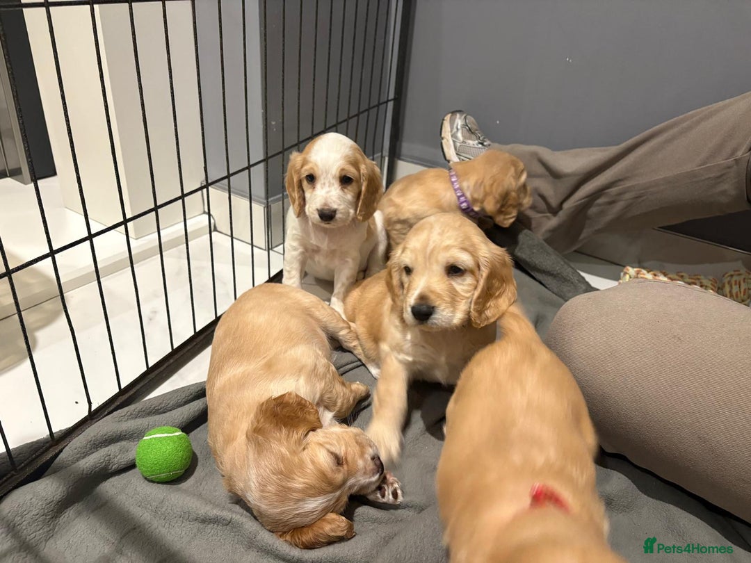 Cocker Spaniel dogs for sale: 5 gorgeous cocker spaniel puppies - Image 6