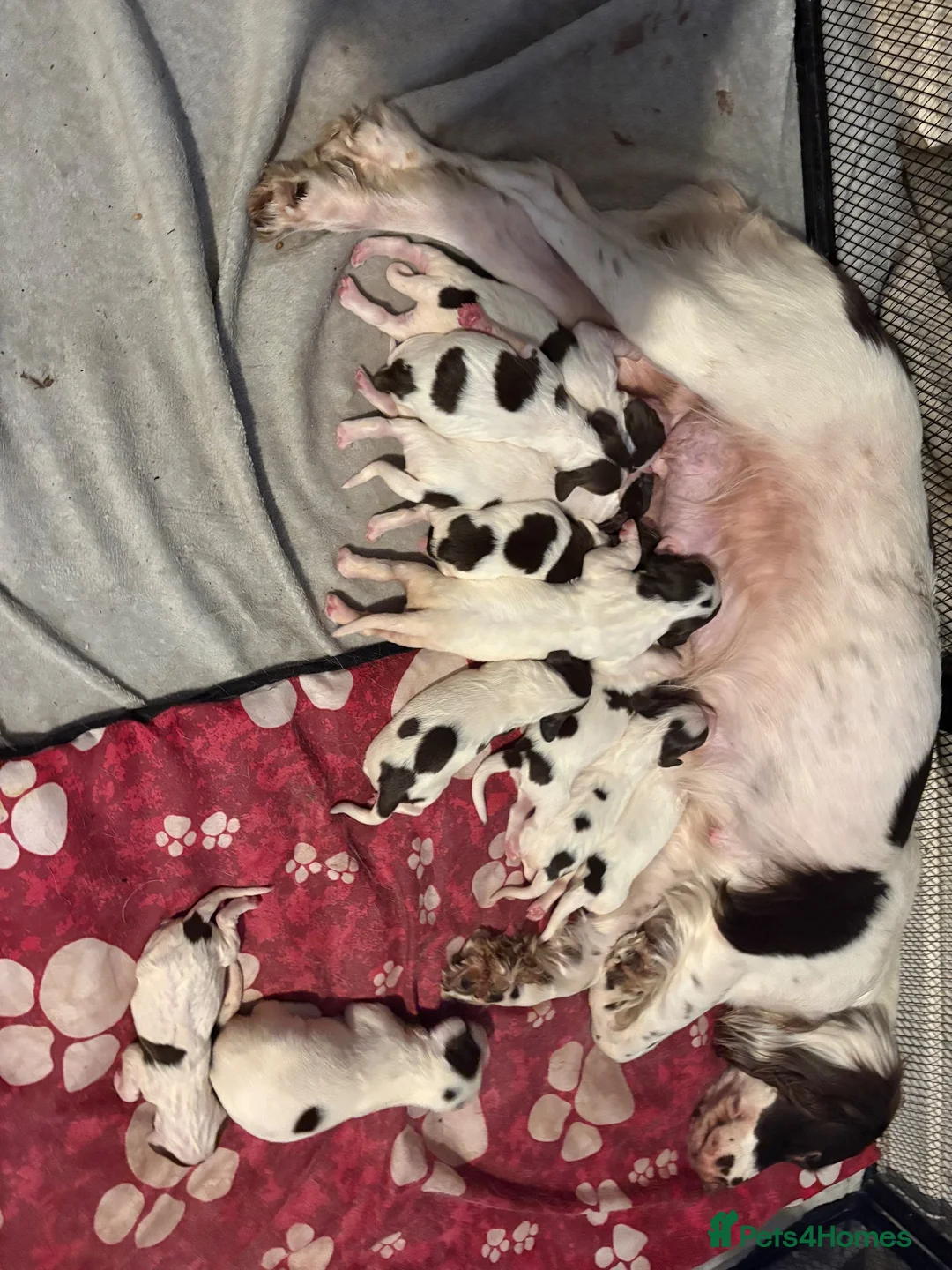 English Springer Spaniel dogs for sale: Stunning kc reg springer spaniel puppies  - Advert 2