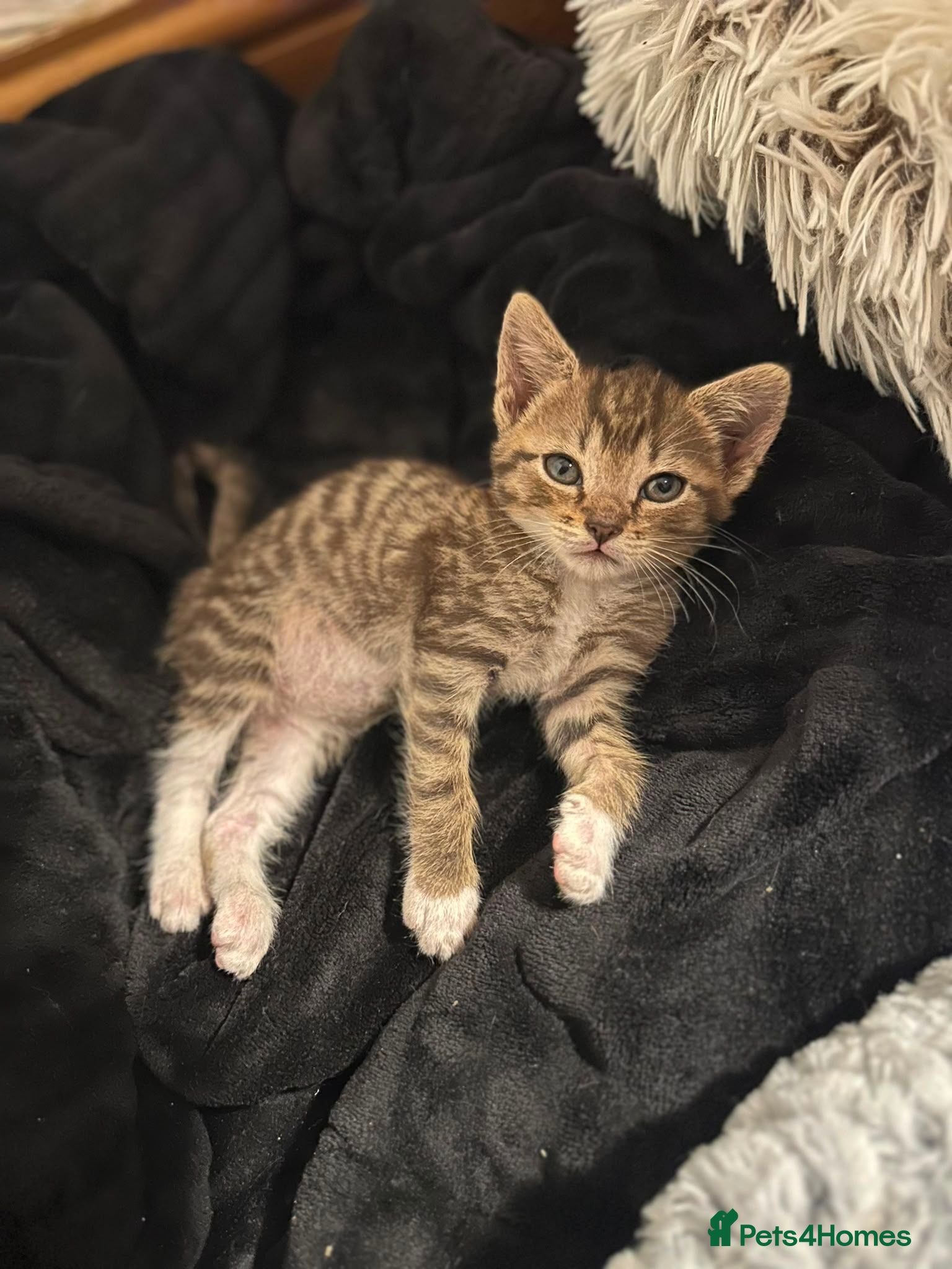 Mixed Breed cats Gorgeous Tabby Kitten - Advert 1