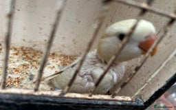 Lovebirds birds for sale: Lovebird for sale, all in good health  - Advert 14