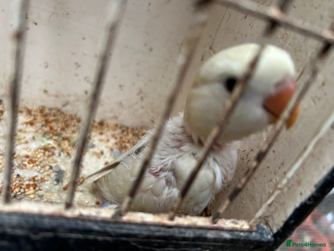 Lovebirds birds for sale: Lovebird for sale, all in good health  - Advert 14