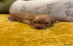 Cocker Spaniel dogs for sale: Gorgeous working cocker spaniel puppies - Image 10