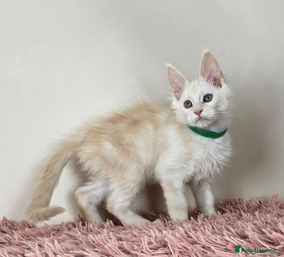 Maine Coon cats for sale: Ready now - TICA MaineCoon Kittens - Image 5