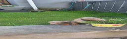 Miniature Dachshund dogs for sale: Dachshund puppies  - Advert 4