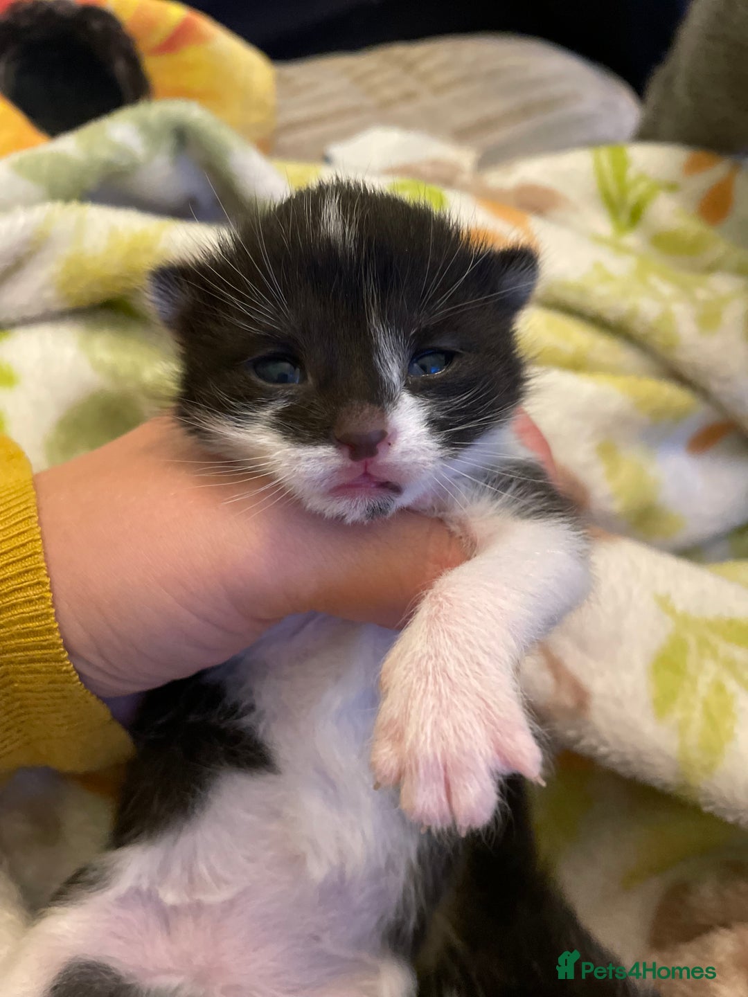 Mixed Breed cats for sale: Beautiful affectionate kittens for sale  - Image 18