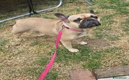 Mixed Breed dogs for sale: *UPDATE* 3x purebred dogs for rehoming - Image 11