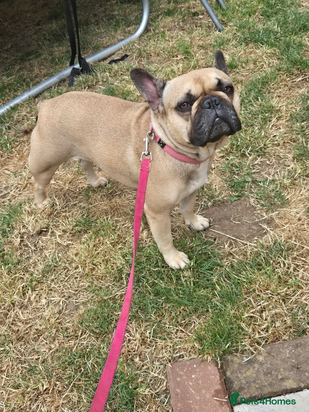 Mixed Breed dogs for sale: *UPDATE* 3x purebred dogs for rehoming - Image 11