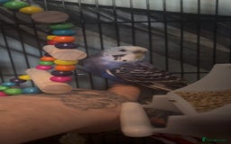 Budgerigars birds for sale: Aviary budgies - Image 3