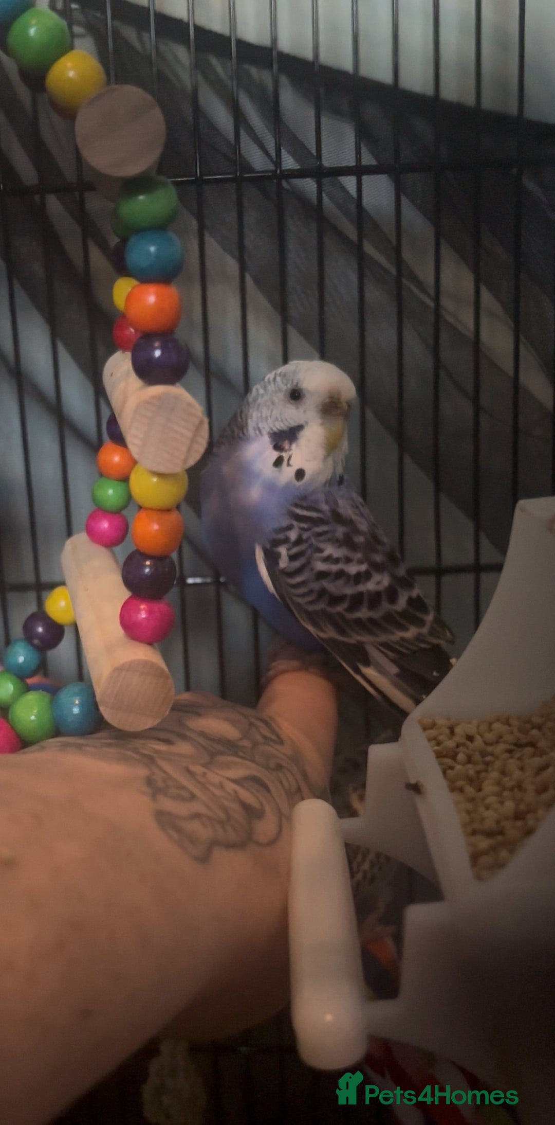 Budgerigars birds for sale: Aviary budgies - Image 3