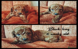 Labradoodle dogs for sale: DNA health tested F1b miniature labradoodles  - Image 4