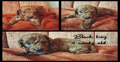 Labradoodle dogs - Advert 12