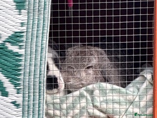 Mini Lop rabbits Two rabbits for sale together - Advert 1