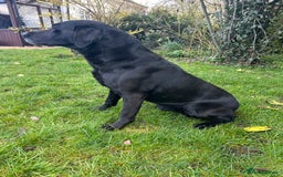 Labrador Retriever dogs for sale: Fully health tested Black Lab  - Image 6
