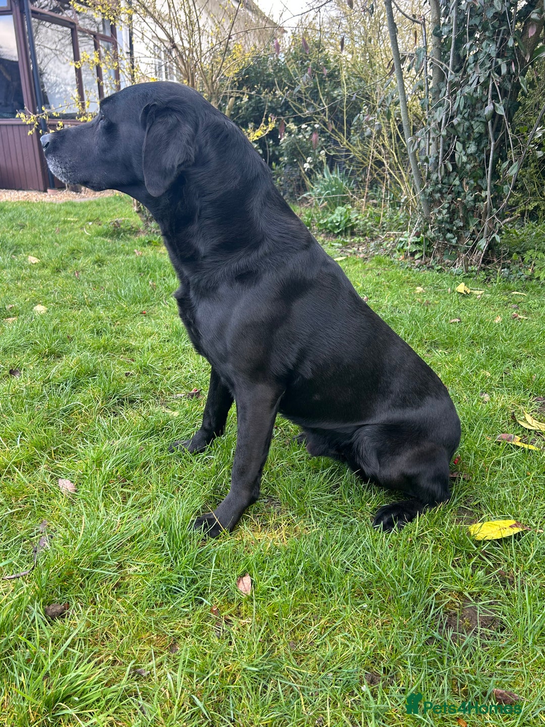 Labrador Retriever dogs for sale: Fully health tested Black Lab  - Image 6
