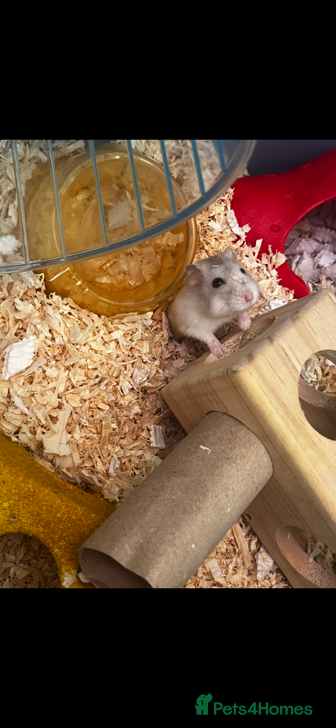 Hamster rodents F Russian Dwarf hamster  - Advert 3