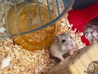 Hamster rodents F Russian Dwarf hamster - Advert 3