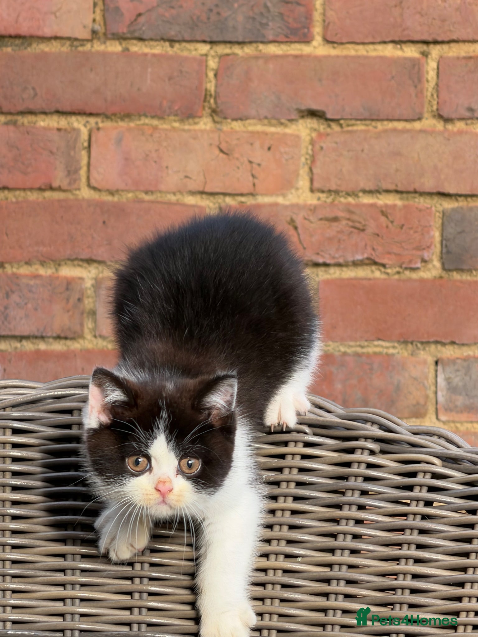 British Shorthair cats Full Pedigree/Registered BSH from £995 - Advert 1