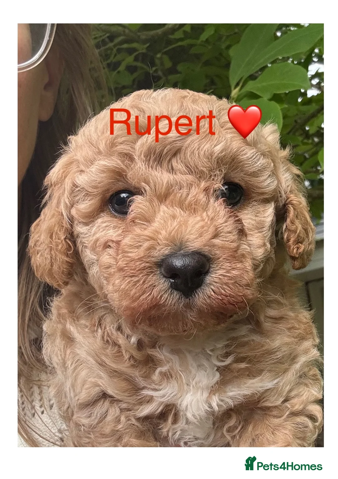 Poochon dogs for sale: 1 GOLDEN BOY POOCHON -Rupert the Bear-CHESHIRE  - Advert 1