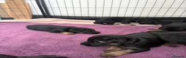 German Shepherd 1