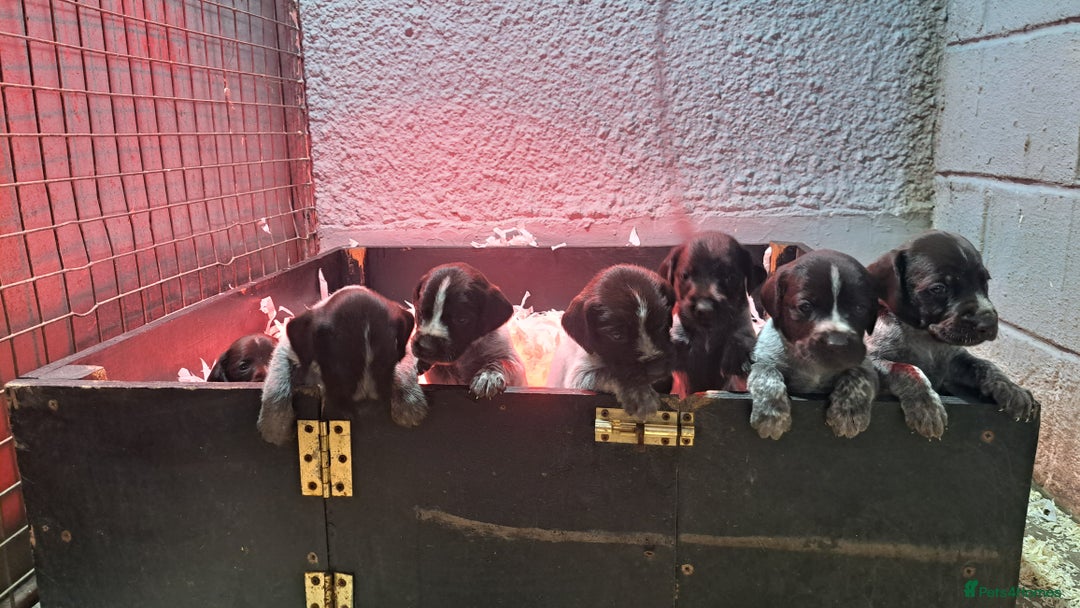 German Wirehaired Pointer dogs for sale: German Wirehaired Puppies 3Dogs READY NOW  in Consett - Image 9