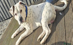 Mixed Breed dogs for sale: Snoopy staffy X Dalmatian  - Image 5