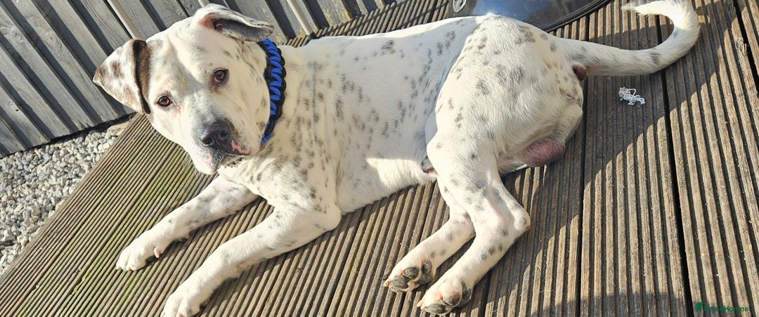 Mixed Breed dogs for sale: Snoopy staffy X Dalmatian  - Image 5