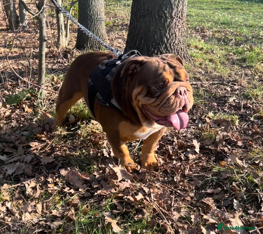 English Bulldog dogs for stud: Dog for stud in Dagenham - Advert 4