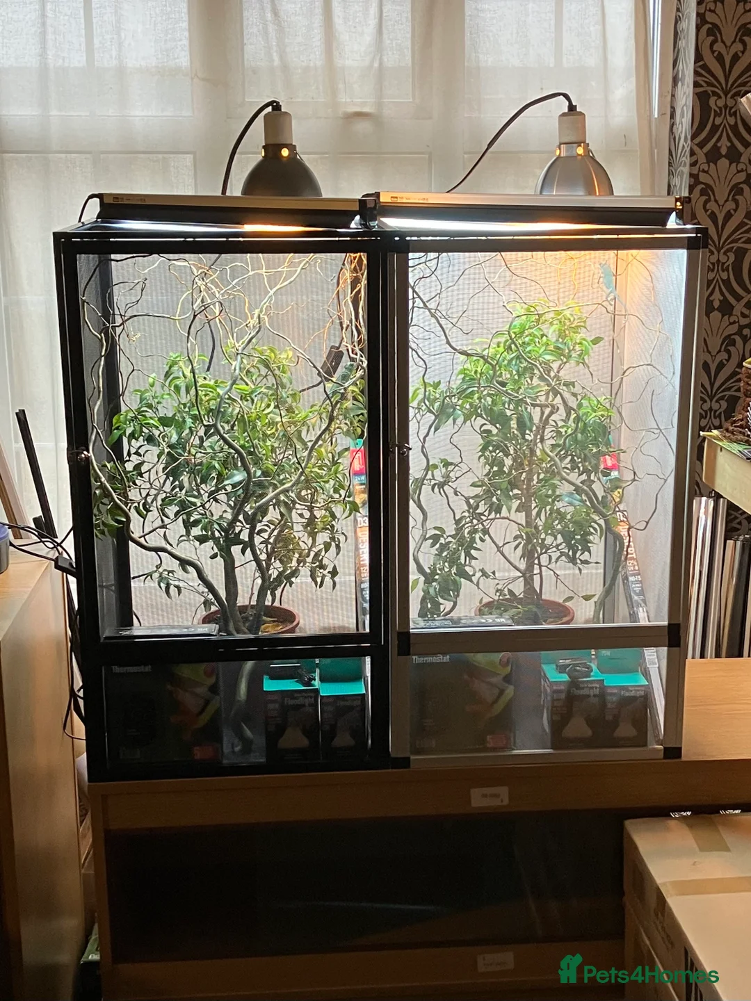 Chameleon reptiles for sale: Yemen Chameleon + Vivarium Setup Kit - Advert 6