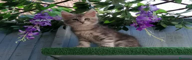 Maine Coon Kitten 6